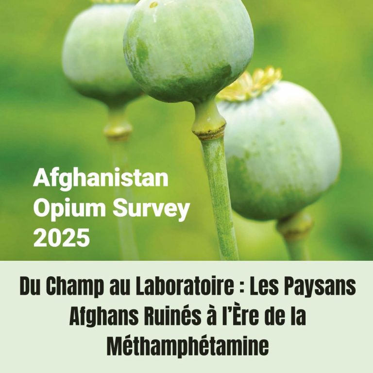 Du Champ au Laboratoire : Les Paysans Afghans Ruinés à l'Ère de la Méthamphétamine