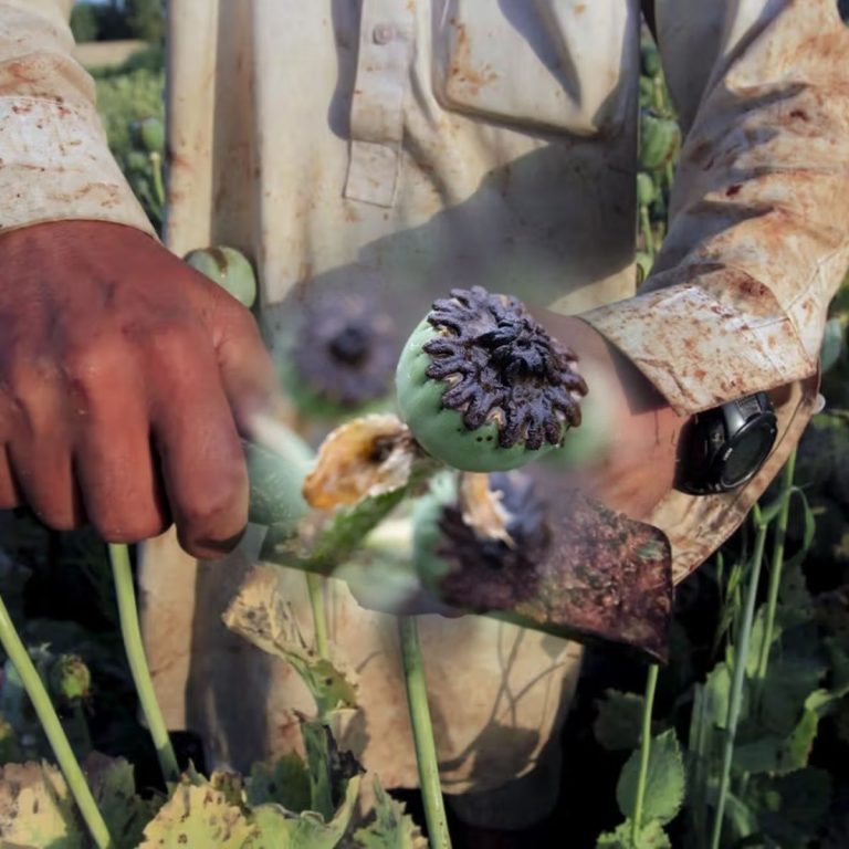 Afghanistan dans le Rapport mondial sur les drogues 2026 de l'ONUDC