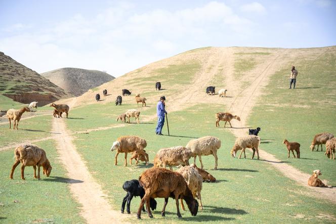 Un jeune garçon surveille des moutons qui paissent, mais manquent déjà d’herbe, à la saison des pluies. A Bala Murghab (Afghanistan), en mars 2026.