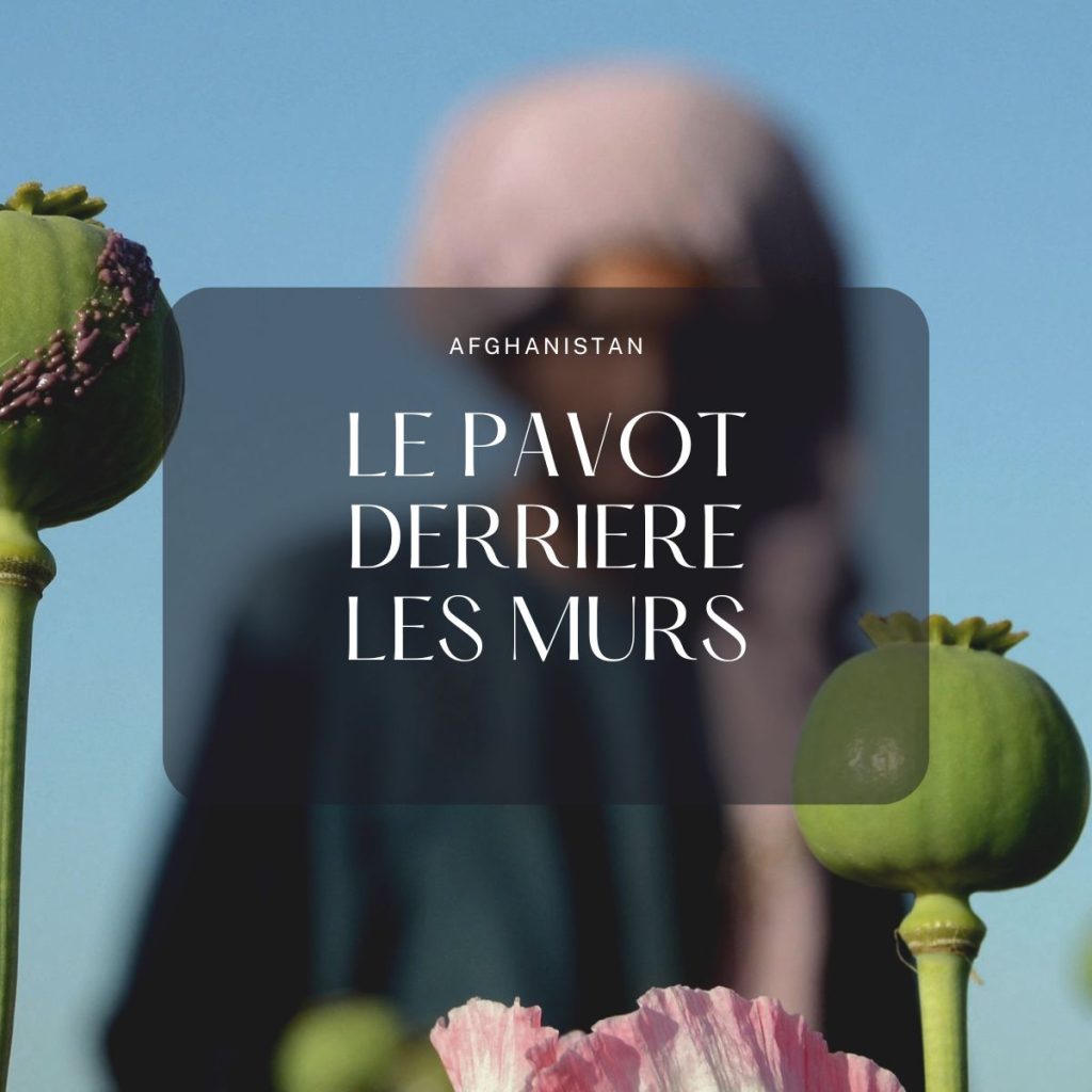 Le pavot derrières les murs